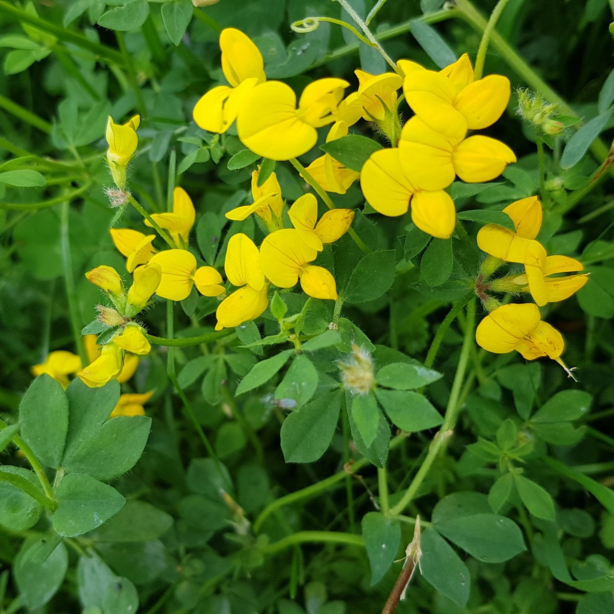 Lotus corniculatus